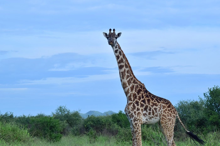 Girrafe spotted during the 2-day Tanzania joining group safari package