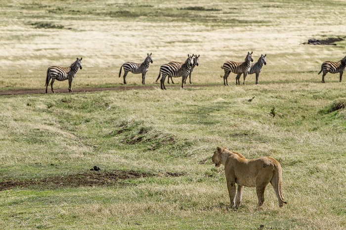 6 days Tanzania safari from Tarangire via Lake Manyara