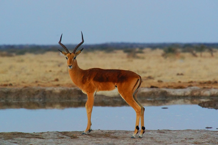 lake manyara safari