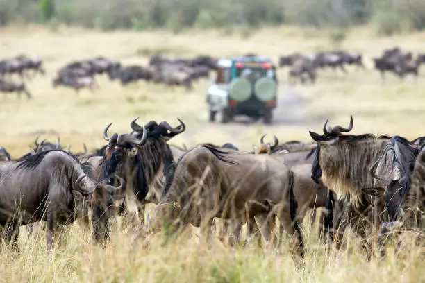 3-Day Serengeti Migration Safari Package