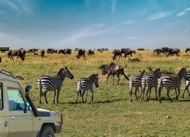 6-Day Serengeti Migration Safari Package