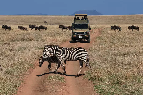 7-Day Serengeti Migration Safari Package