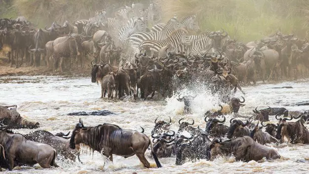 8-Day Serengeti Migration Safari Package