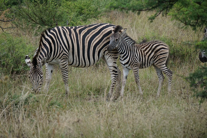 tanzania wildlife tours